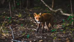 图片[14]-Pr插件合集注册码-2022~2025调色抠像光效降噪平面跟踪防抖转场磨皮中文汉化等一键安装-玩客空间