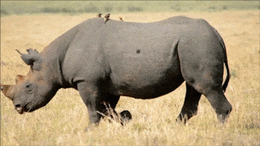 图片[31]-Ae插件合集注册码-2018~2025光效BBC调色磨皮降噪E3D粒子摩卡跟踪抠像中文等一键安装-玩客空间